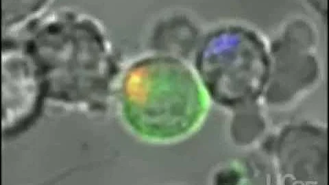 A remote-activated T cell destroys two cancer cells