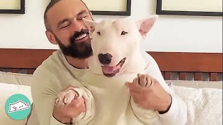 Man Surrenders To Goofy Bull Terrier. And We’re Obsessed! | Cuddle Buddies