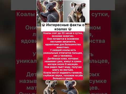 🐨 Интересные факты о коалах 🐨 #хочуфакты #интересное #юмор #факты