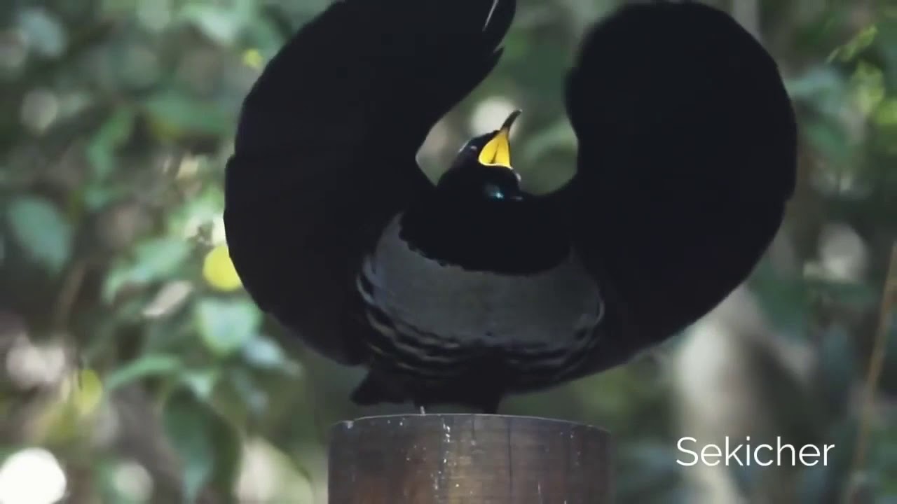 Funny Bird Compilation #1 | Meow