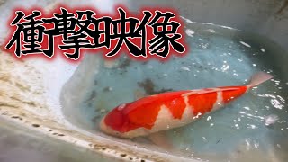 フレームプール池が水漏れで大惨事っ！！！