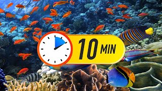10 Minute Timer | Aquarium Countdown | 600 Seconds Countdown #fishtimer