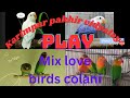 love birds colani short #shorts #shortsfeed #standing #shortvideo #viralshorts #ytshorts #shortlove