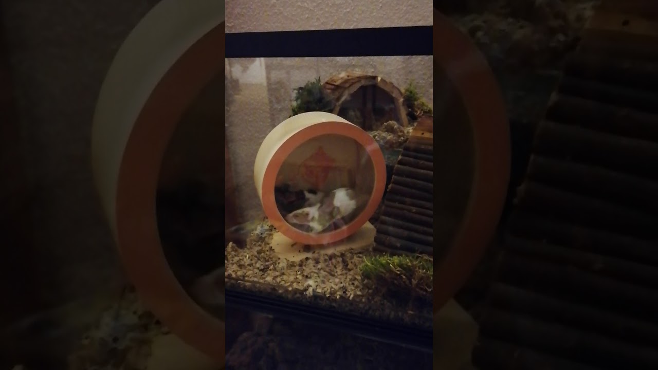 Mouse TV coloured mouse🐭💞kleurmuizen tamme muizen.