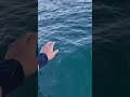 竿を落としたらBIGカワハギがダブルで釣れました（笑）