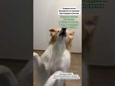 Что вы знаете про бордер колли? #бордерколли #дрессировка #dog #дрессировкащенка #трюки #dogfitness