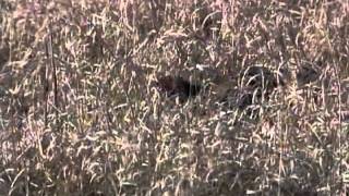 Upland Bird Hunting screenshot 4