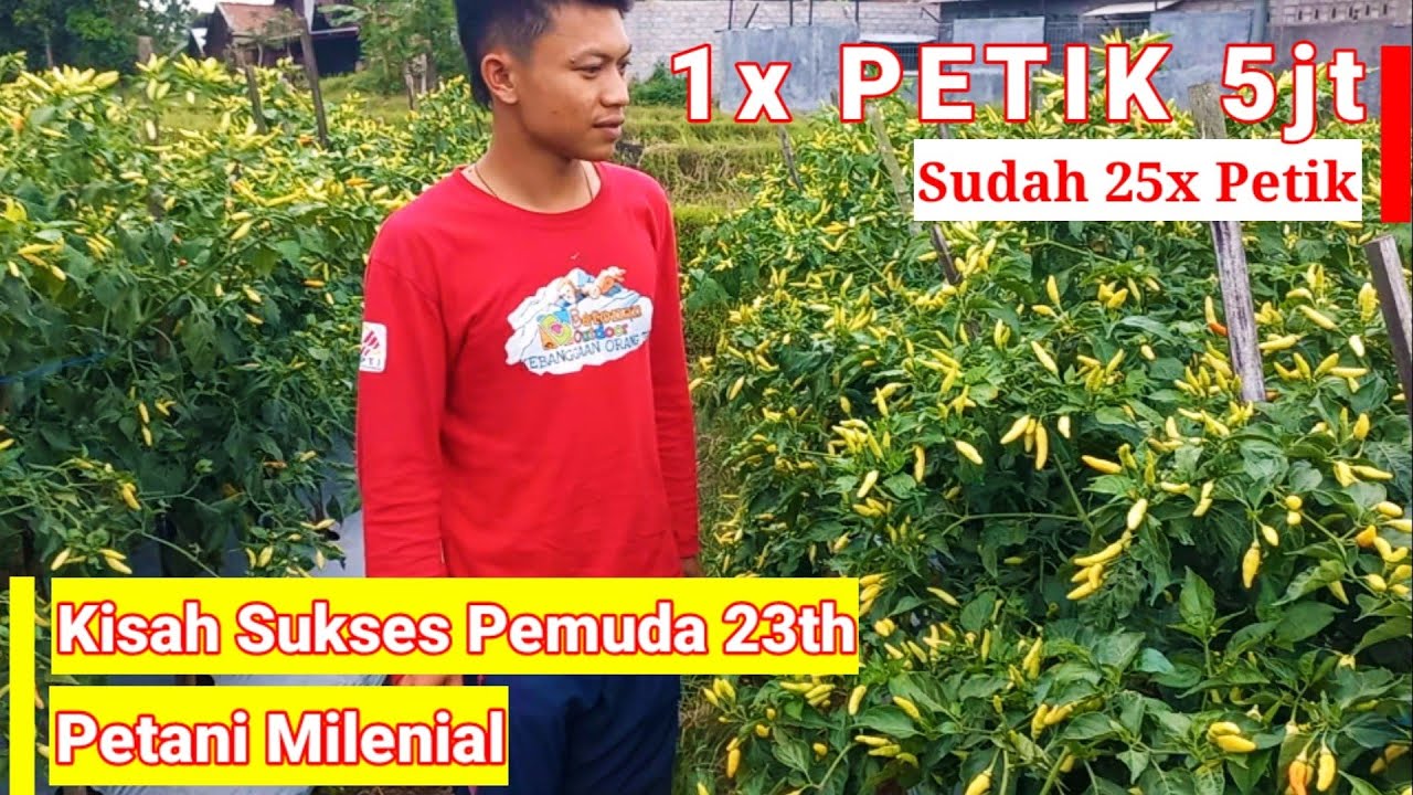 CARA AGAR CABE BERBUAH BANYAK DAN LEBAT, CARA MENANAM CABE RAWIT 