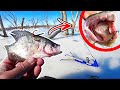 Using WHOLE Crappie for Bait!!! SHREDDED by Savage TOOTHY Fish! (Ice Fishing)