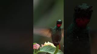 The Delightful Dance of Hummingbirds _ The Wild Place _ Relax with Nature _ BBC Earth viral shorts