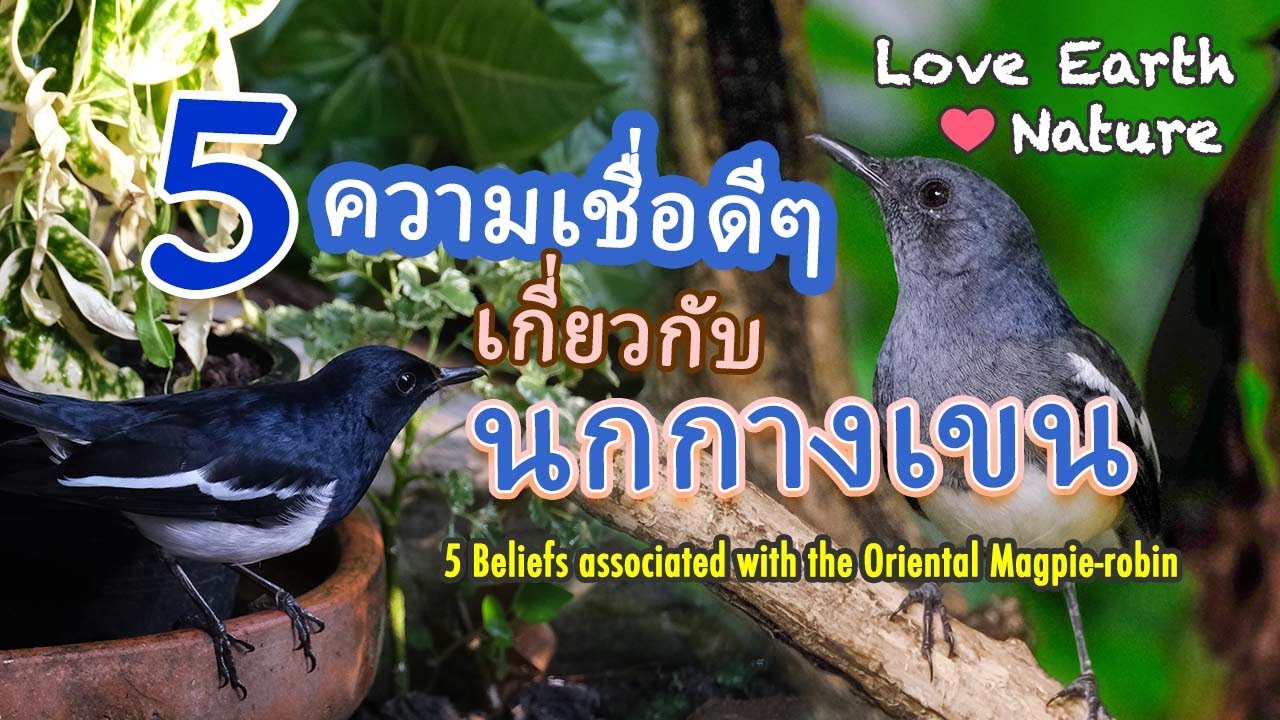 5 ความเชื่อดีๆ เกี่ยวกับนกกางเขน POSITIVE BELIEFS ASSOCIATED WITH THE ORIENTAL MAGPIE-ROBIN