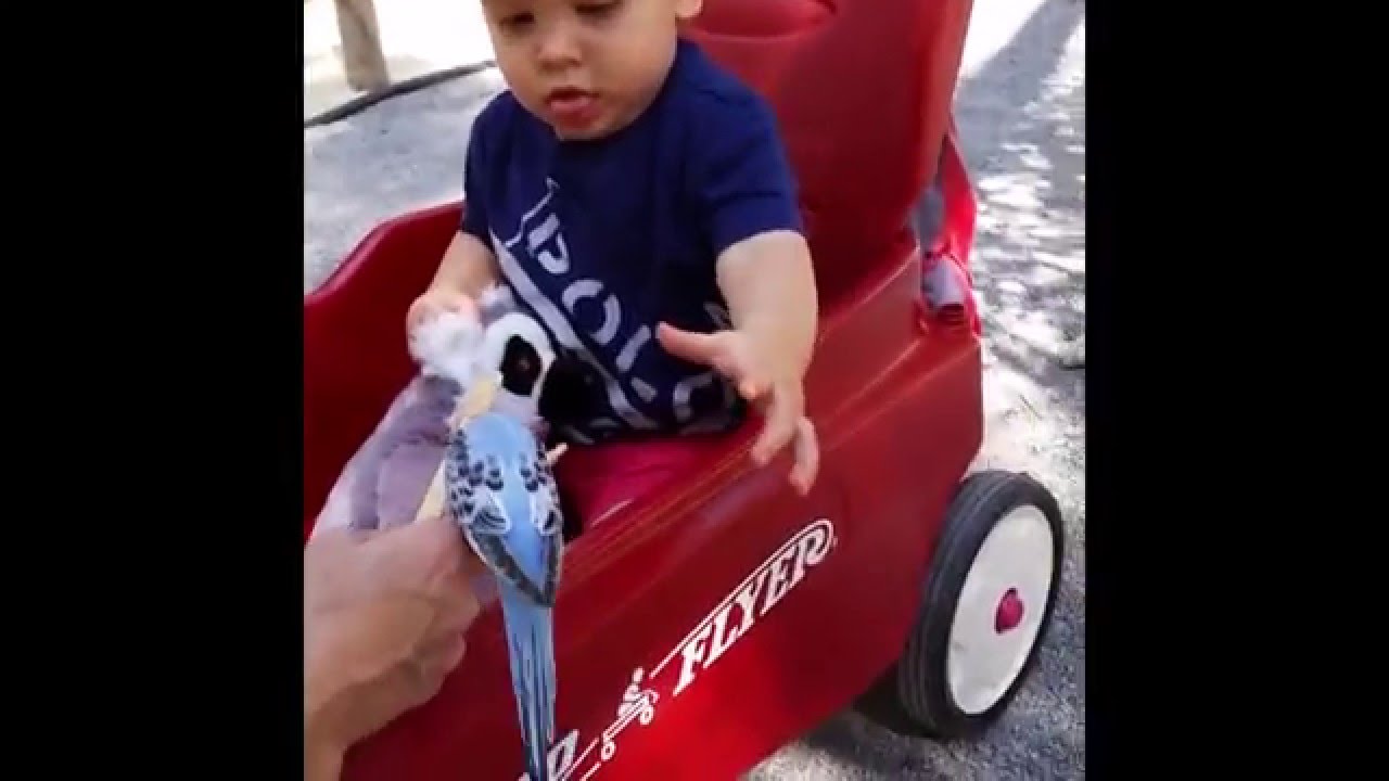 persami smp Baby Tries to Eat Bird