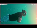 Rahul Gandhi Diving Video | Rahul Gandhi Does Scuba Diving In Nicobar, Reveals This Big Secret