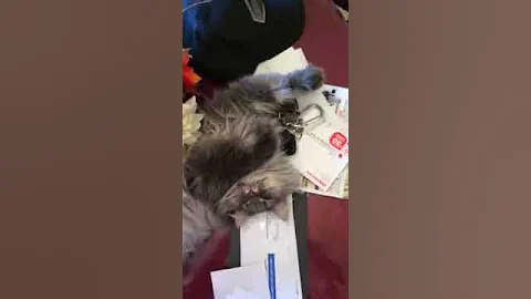 Watch the video about My siberian cat Suzie loves to talk