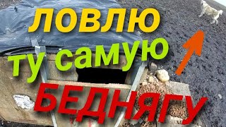 Ловлю бродячую собаку!Бездомная собака!Как поймать!