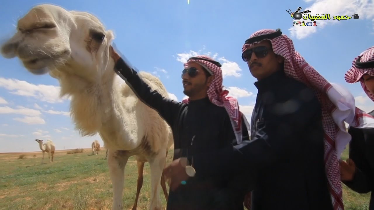 رجل الأعمال #عزيز بن شايش الشراري يقيم مأدبة الغداء - شاهد التفاصيل