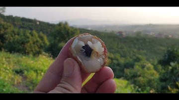 Khám Phá Đồi Vải Thiều Lục Ngạn Ra Quả Từ Thân l Luc Ngan lychee l Núi Đồi Lục Ngạn