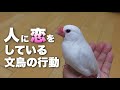 人に恋をしている文鳥の行動