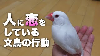 The behavior of a Java sparrow in love with a person.