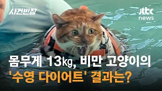 물 위에 '둥둥'…몸무게 13㎏ '비만 고양이' 다이어트 대작전 / JTBC 사건반장