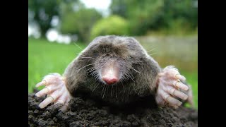 Marvin the Mole In The Back Garden