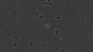 Test Of Tracking A Single Bacterium In 3D