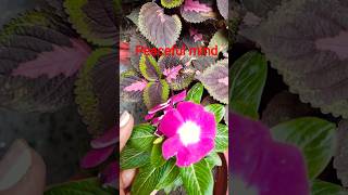 प्रकृति की सुंदरता और बुद्ध के विचार|| #natureinspiration #Buddhawisdom #motivation #naturestouch