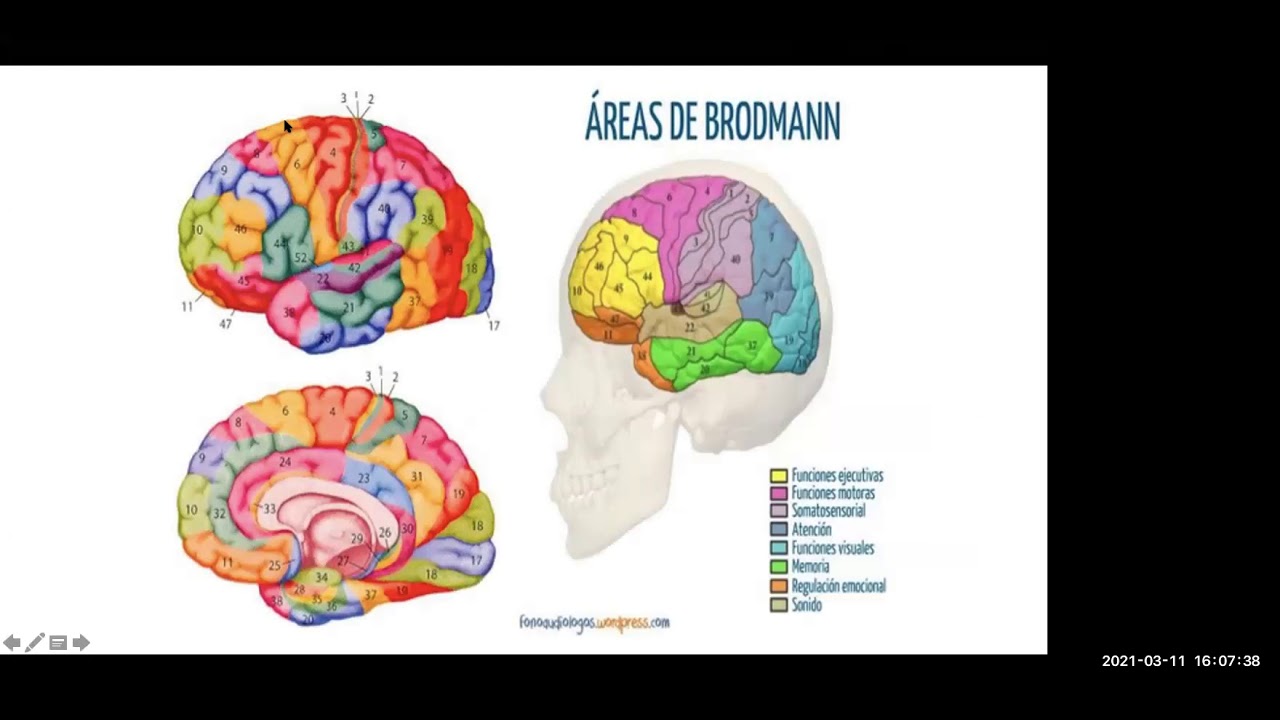 Clase 2- Modulo de Neurología Clínica