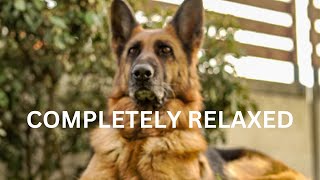 Best Sounds for puppy, soothing dog sounds for anxiety, completely relax, peaceful, calm your dog