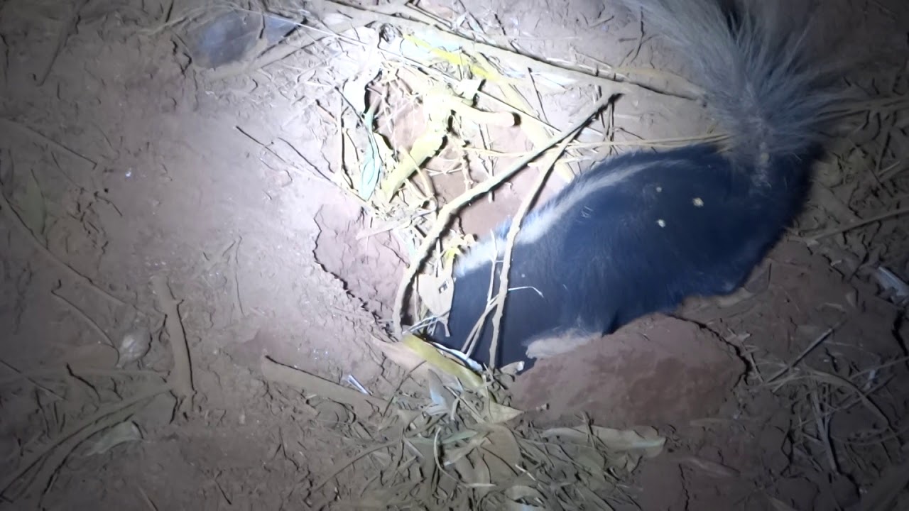 Molina's hog-nosed Skunk (Conepatus chinga)