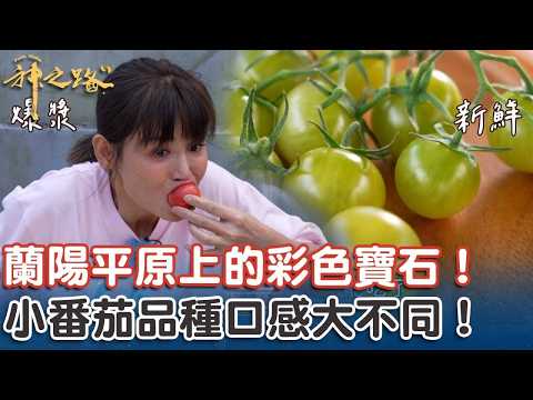 蘭陽平原上的彩色寶石！小番茄品種口感大不同！【#神之路】EP34 Part5｜📍宜蘭｜許效舜 鄭仲茵