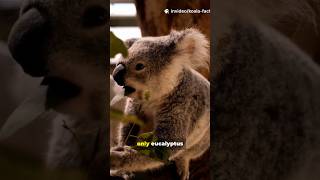 You Won't Believe These Koala Facts!