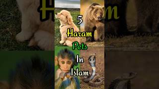 5 Haram Pets In Islam #pets #haram #islam #shorts