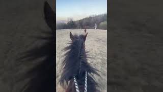 Jumpy Skipps Mengus #gelfing#equestrian#fyp#fyy#horse#luvu#girl#fy#viral#youtube#shorts#ranch#life