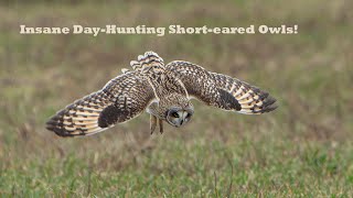 Insane DayHunting Shorteared Owls!