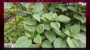 Chia sẻ kinh nghiệm chữa viêm xoang bằng cây cà độc dược