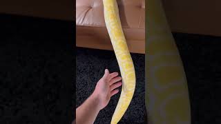 BOUGHT A $400 TOY FOR MY BURMESE PYHTON !!😱😏 #shortsvideo #snake #reptile