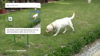 Configure a Ground Zone Video Analytics Rule (Mobile App)