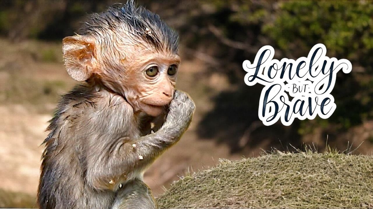 Lonely Journey of a Baby Monkey Missing Mom – How Did It Survive? 🥺
