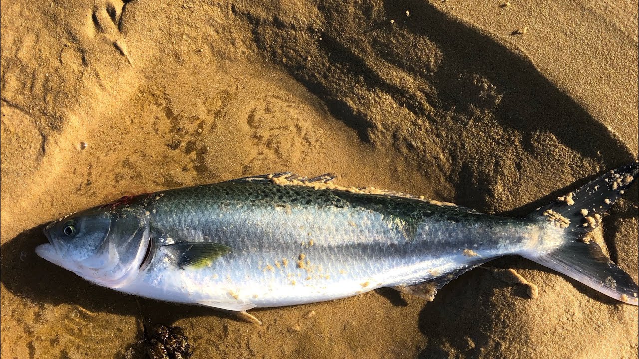 Fishing At Merimbula YouTube