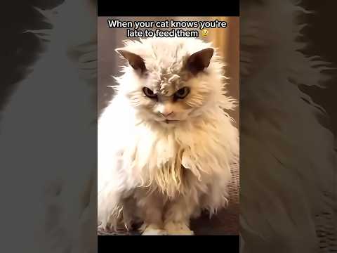 When you Forget to feed Your Mean #Cat ?