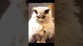 When you Forget to feed Your Mean #Cat 🐈