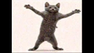 Disco Cat