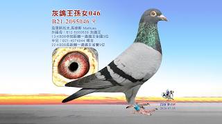 【歐洲特賣】B21-2095046