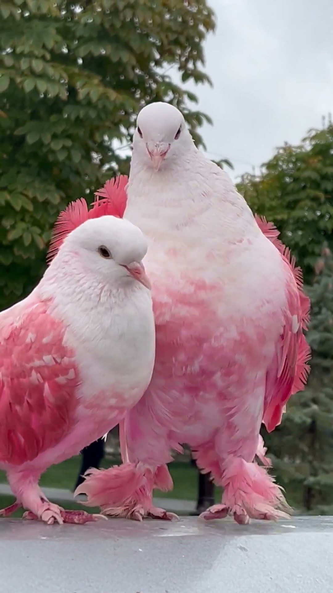 Pink Pigeons In Love || ViralHog