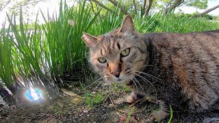 野良猫「押すなよ！絶対に押すなよ！」