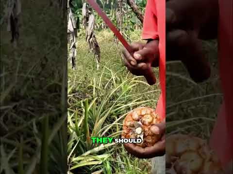 Machete Pineapple Chop: Finding the SWEETEST Fruit! #shorts