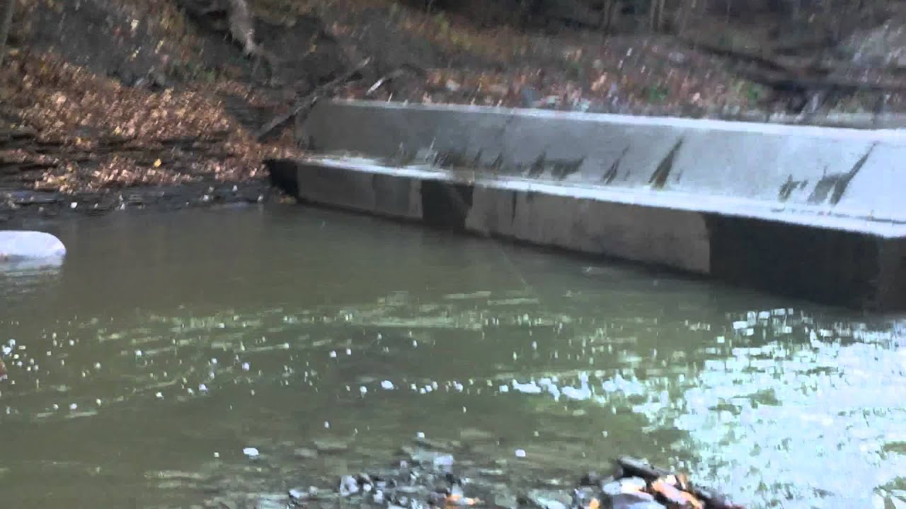 Chautauqua Creek Steelhead