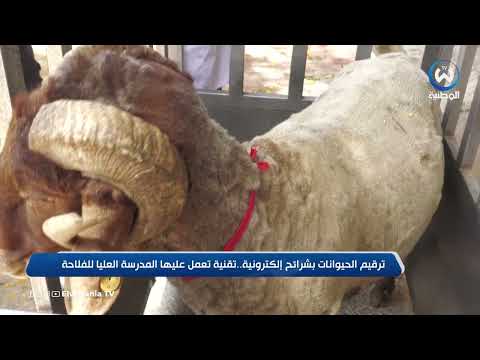 ترقيم الحيوانات بشرائح إلكترونية تقنية تعمل عليها المدرسة العليا للفلاحة