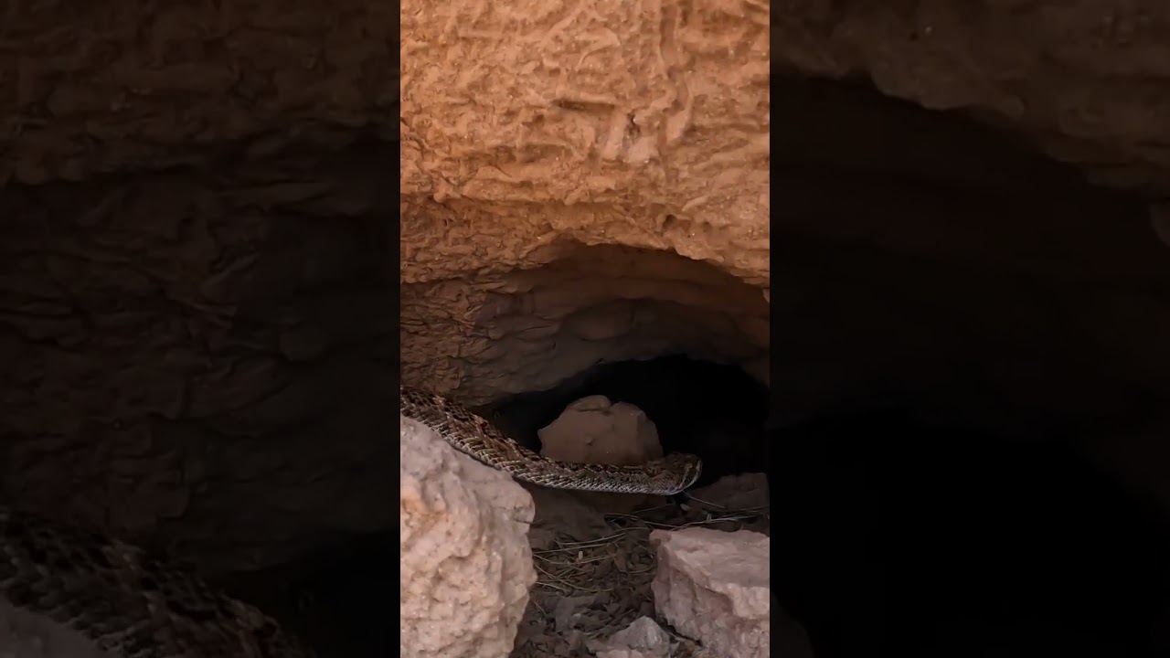 Rattlesnake Being Let Go